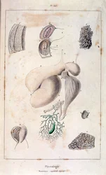 F. E. Guerinin anatominen kuvitus. Kohdasta Dictionnaire pittoresque d