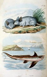 Chimaeras järjestys Chimaeriformes, joka tunnetaan epävirallisesti nimellä ghost sharks, rotta fish; kasvitieteellinen ja eläintieteellinen kuvitus F. E. Guerin. Kirjasta Dictionnaire pittoresque d
