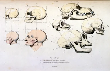 Frenologia (anatomia), F. E. Guerinin kuvitus. Kohdasta Dictionnaire pittoresque d