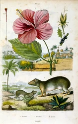 Kerodon-suku (eteläamerikkalaiset kalliokavioidut), sukua vesikaapuyhdistelmille ja marsuille. Kasvitieteellinen ja eläintieteellinen kuvitus: F. E. Guerin. Kirjasta Dictionnaire pittoresque d