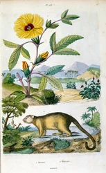 Kinkajou; sademetsänisäkäs, joka kuuluu Procyonidae-heimoon ja on sukua olingoille, coatisille, pesukarhuille sekä rengas- ja kacomistleille. Kasvitieteellinen ja eläintieteellinen kuvitus: F. E. Guerin. Kirjasta Dictionnaire pittoresque d
