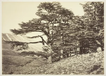 Libanonin setrit