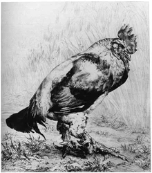 Kukko, 1850-1910, 1924.