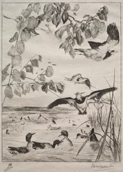 Lapwings ja Teals