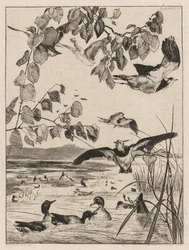 Lapwings ja Teals