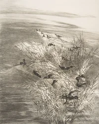 Reeds and Teals, 1882.