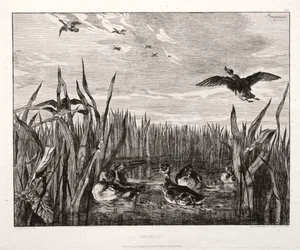 Teals, 1853 painettu 1864.
