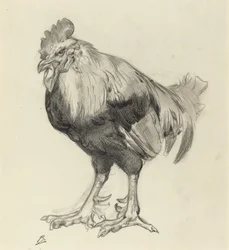 Vanha kukko
