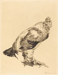 Vanha kukko