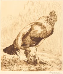 Vanha kukko