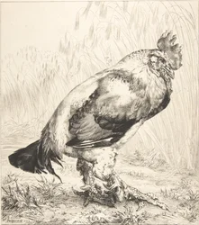 Vanha kukko, 1882.