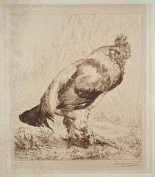 Vanha kukko, 1882.