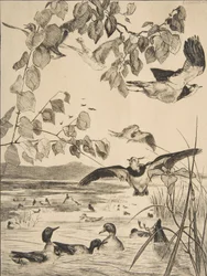 Lapwings ja Sarcelles, 1862.