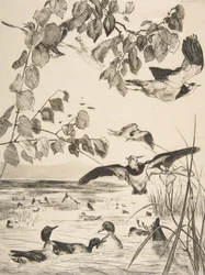 Lapwings ja Sarcelles, 1862.