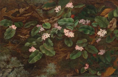 Arbutus