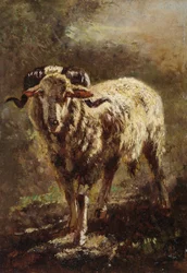 Vuohi