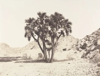 Filehin ympäristö, Palmier Doum Niilin itärannalla, 1851-52, painettu 1853-54.