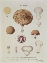 Hypophyllum campestre tai peltosieni, levy 130 julkaisusta Iconographie des Champignons de J.J. Paulet