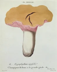Hyprophyllum aquifolii, levy 38 J. H. Leveillen julkaisusta "Iconographie des Champignons de J. J. Paulet", kaiverrus Renard, 1855