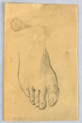 Estudi del peu dret