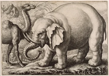 Elefantti ja kameli, kaiverrus Wenceslaus Hollar (1607-77) 1663