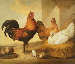 Kotikukko, kanoja ja poikasia, 1655