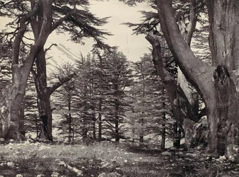 Libanonin setrit, n. 1857.