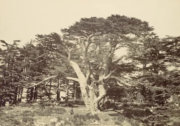 Suurin Cedars, Mount Libanon, 1857.
