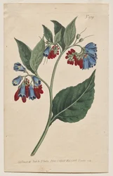 Kasvitieteellinen aikakauslehti tai kukkapuutarha Näytetään: levy 929, Symphyum Asperrim. Prickley Comfrey. [Symphytum asperum]