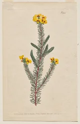 Kasvitieteellinen aikakauslehti tai kukkapuutarha Näytetään: levy 944, Dillwynia glaberrima. Sileälehtinen Dillwynnia. [Dillwynia ericifolia gaberrima]