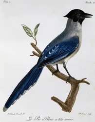 Taivaansininen harakka (Cyanopica cyanus), kaiverrus Afrikan lintujen luonnonhistoriasta