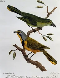 Bokmakierie Bushshrike (Telophorus zeylonus), kaiverrus Histoire Naturelle des Oiseaux d