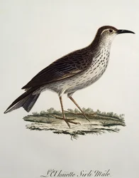Cape Longbill -uros (Certhilauda curvirostris), kaiverrus Histoire Naturelle des Oiseaux d