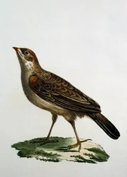Naaraskäkirulla, kaiverrus Afrikan lintujen luonnonhistoriasta, Francois Le Vaillant (1753-1824), Ranska