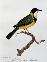 Golden Whistler (Pachycephala pectoralis), kaiverrus Histoire Naturelle des Oiseaux d