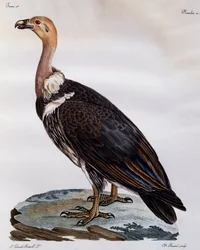 Kypsä Cape Griffon (Gyps coprotheres), kaiverrus Afrikan lintujen luonnonhistoriasta
