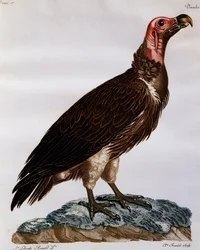 Lappet-naamakorppikotka (Torgos tracheliotos), kaiverrus Histoire Naturelle des Oiseaux d