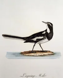 Urospuolinen afrikkalainen västäräkki (Motacilla aguimp), kaiverrus Histoire Naturelle des Oiseaux d