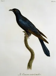 Koiraallinen mustakäki (Cuculus clamosus), kaiverrus François Le Vaillantin (1753-1824) teoksesta Histoire Naturelle des Oiseaux d