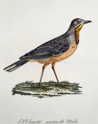 Miesten Cape Longclaw (Macronyx capensis), kaiverrus Histoire Naturelle des Oiseaux d