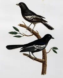 Mustan tiaisen (Parus niger) koiras ja naaras, kaiverrus teoksesta Histoire Naturelle des Oiseaux d