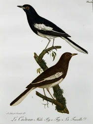 Harakkarastaan koiras ja naaras (Copsychus saularis), kaiverrus teoksesta Histoire Naturelle des Oiseaux d