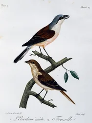 Punaselkäkirkon (Lanius collurio) uros ja naaras, kaiverrus Histoire Naturelle des Oiseaux d