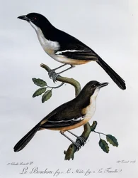 Eteläisen bouboun (Laniarius ferrugineus) uros ja naaras, kaiverrus Histoire Naturelle des Oiseaux d