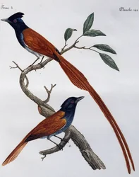 Täpläkärpässieppo (Muscicapa striata) uros ja naaras, kaiverrus Histoire Naturelle des Oiseaux d