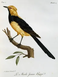 Merle Jaune Huppe, kaiverrus Histoire Naturelle des Oiseaux d