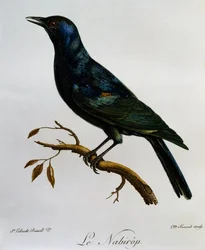 Vaaleasiipinen kottarainen (Onychognathus nabouroup), kaiverrus Afrikan lintujen luonnonhistoriasta