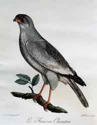 Pale Chanting-Goshawk (Melierax canorus), kaiverrus Afrikan lintujen luonnonhistoriasta