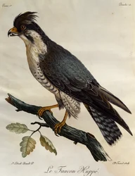 Peregrine Falcon (Falco peregrinus), kaiverrus Afrikan lintujen luonnonhistoriasta