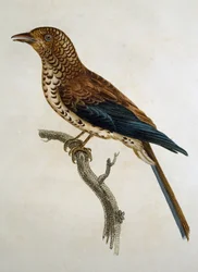 Punakärkinen Lark (Calandrella cinerea), kaiverrus Histoire Naturelle des Oiseaux d